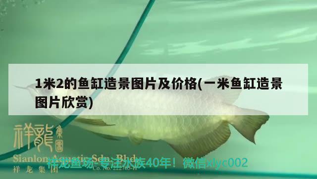 1米2的魚缸造景圖片及價格(一米魚缸造景圖片欣賞)