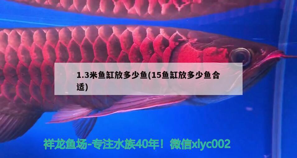 1.3米魚(yú)缸放多少魚(yú)(15魚(yú)缸放多少魚(yú)合適)