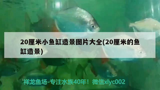 20厘米小魚缸造景圖片大全(20厘米的魚缸造景) 金龍魚糧