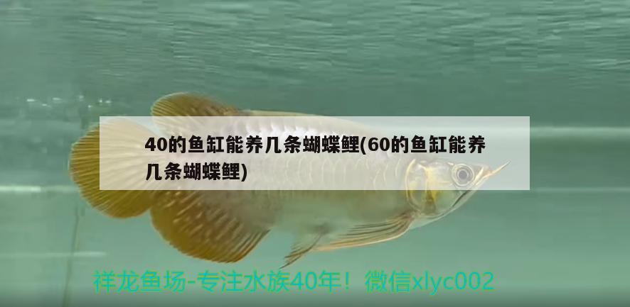 40的魚缸能養(yǎng)幾條蝴蝶鯉(60的魚缸能養(yǎng)幾條蝴蝶鯉) 蝴蝶鯉