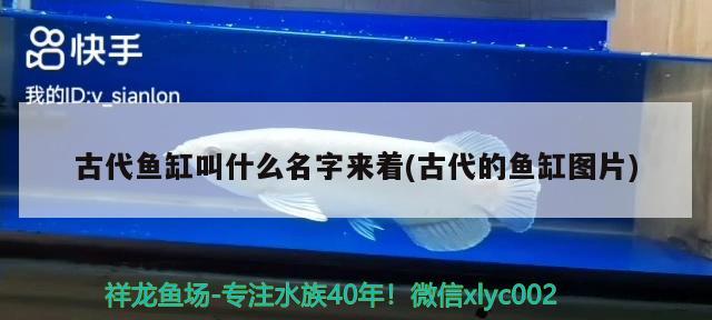 古代魚缸叫什么名字來著(古代的魚缸圖片) 硝化細菌