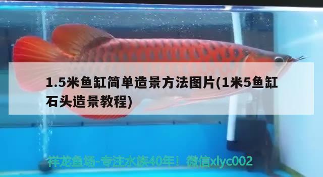 1.5米魚缸簡單造景方法圖片(1米5魚缸石頭造景教程)