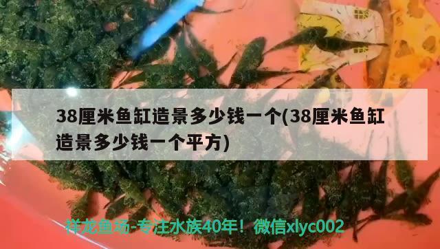 38厘米魚缸造景多少錢一個(gè)(38厘米魚缸造景多少錢一個(gè)平方)