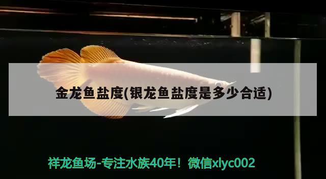 金龍魚鹽度(銀龍魚鹽度是多少合適)