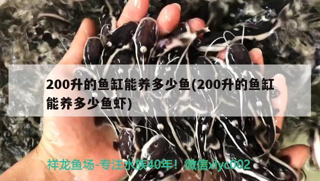 200升的魚缸能養(yǎng)多少魚(200升的魚缸能養(yǎng)多少魚蝦)