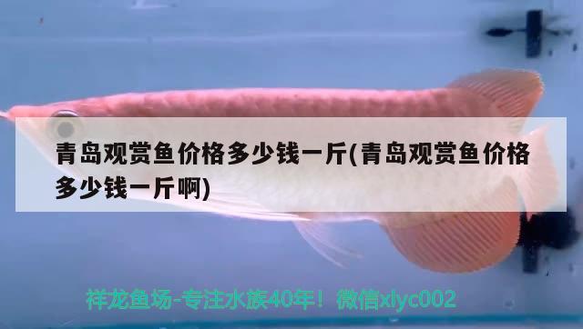 青島觀賞魚價格多少錢一斤(青島觀賞魚價格多少錢一斤啊) 觀賞魚批發(fā)