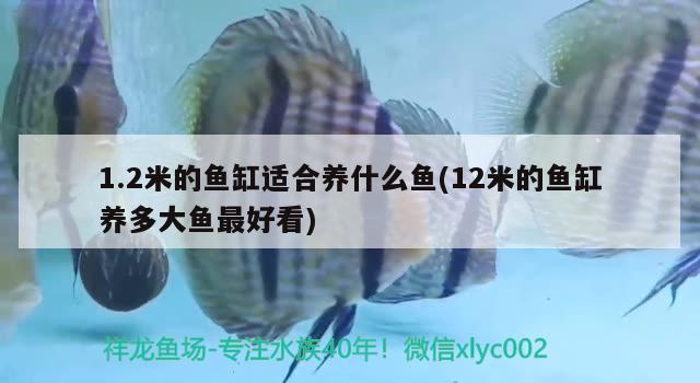 1.2米的魚缸適合養(yǎng)什么魚(12米的魚缸養(yǎng)多大魚最好看)