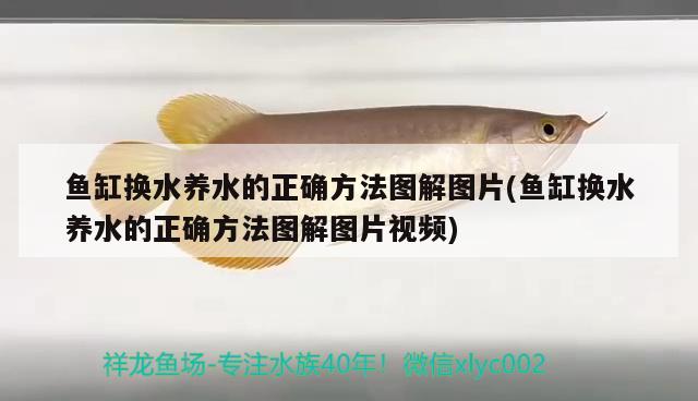 魚缸換水養(yǎng)水的正確方法圖解圖片(魚缸換水養(yǎng)水的正確方法圖解圖片視頻) 白寫錦鯉魚