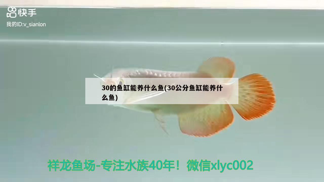 30的魚缸能養(yǎng)什么魚(30公分魚缸能養(yǎng)什么魚) 黃金河虎魚