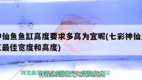 神仙魚魚缸高度要求多高為宜呢(七彩神仙魚缸最佳寬度和高度) 七彩神仙魚