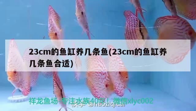 23cm的魚缸養(yǎng)幾條魚(23cm的魚缸養(yǎng)幾條魚合適) 杰西卡恐龍魚