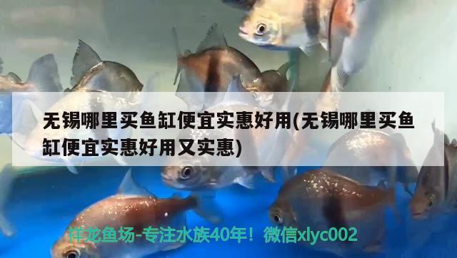 無錫哪里買魚缸便宜實惠好用(無錫哪里買魚缸便宜實惠好用又實惠) 白子紅龍魚