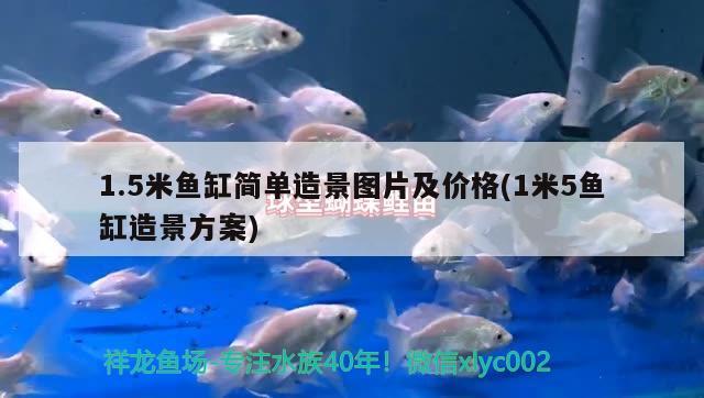 1.5米魚缸簡單造景圖片及價(jià)格(1米5魚缸造景方案)