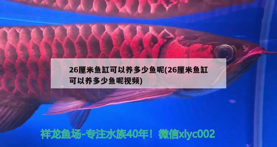 26厘米魚缸可以養(yǎng)多少魚呢(26厘米魚缸可以養(yǎng)多少魚呢視頻) 觀賞魚飼料