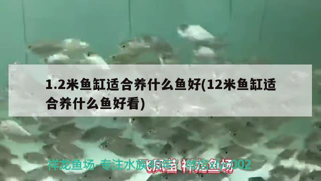 1.2米魚缸適合養(yǎng)什么魚好(12米魚缸適合養(yǎng)什么魚好看) 朱巴利魚苗