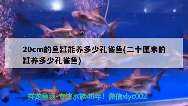 20cm的魚(yú)缸能養(yǎng)多少孔雀魚(yú)(二十厘米的缸養(yǎng)多少孔雀魚(yú)) 大正錦鯉魚(yú)