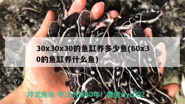 30x30x30的魚缸養(yǎng)多少魚(60x30的魚缸養(yǎng)什么魚)