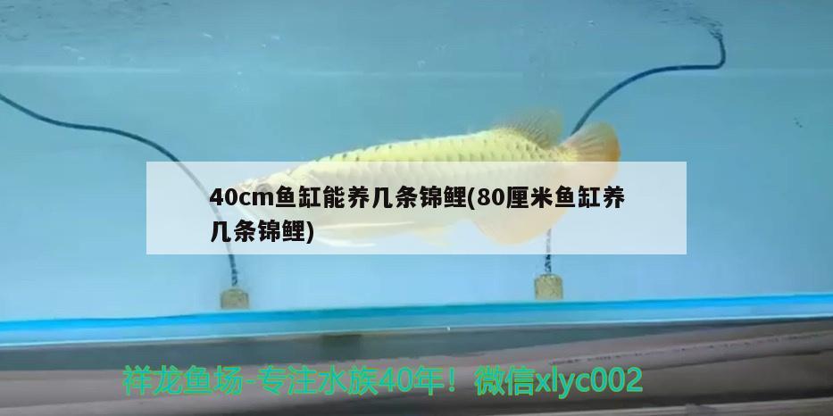 40cm魚缸能養(yǎng)幾條錦鯉(80厘米魚缸養(yǎng)幾條錦鯉) 純血皇冠黑白魟魚