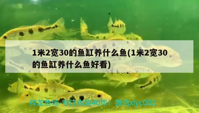 1米2寬30的魚缸養(yǎng)什么魚(1米2寬30的魚缸養(yǎng)什么魚好看)