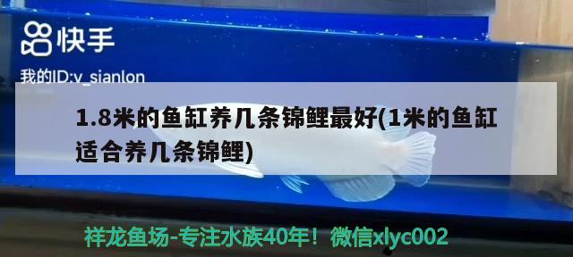 1.8米的魚缸養(yǎng)幾條錦鯉最好(1米的魚缸適合養(yǎng)幾條錦鯉) 印尼三紋虎