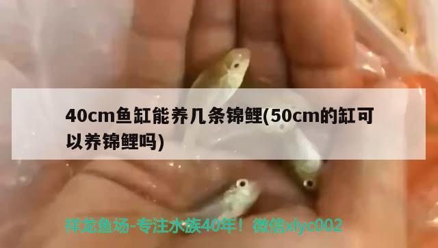 40cm魚缸能養(yǎng)幾條錦鯉(50cm的缸可以養(yǎng)錦鯉嗎) 黑白雙星