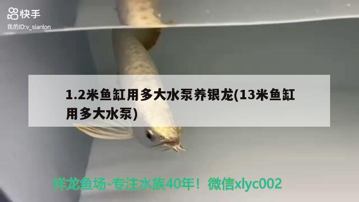 1.2米魚缸用多大水泵養(yǎng)銀龍(13米魚缸用多大水泵) 白化火箭魚