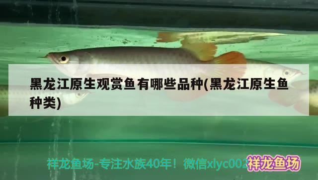 黑龍江原生觀賞魚(yú)有哪些品種(黑龍江原生魚(yú)種類)