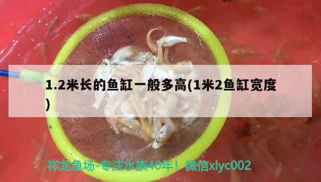 1.2米長(zhǎng)的魚(yú)缸一般多高(1米2魚(yú)缸寬度) 南美異型魚(yú)