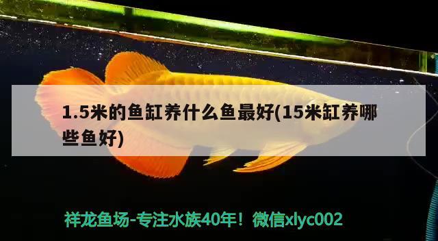 1.5米的魚(yú)缸養(yǎng)什么魚(yú)最好(15米缸養(yǎng)哪些魚(yú)好) 撒旦鴨嘴魚(yú)