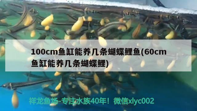 100cm魚(yú)缸能養(yǎng)幾條蝴蝶鯉魚(yú)(60cm魚(yú)缸能養(yǎng)幾條蝴蝶鯉) 蝴蝶鯉