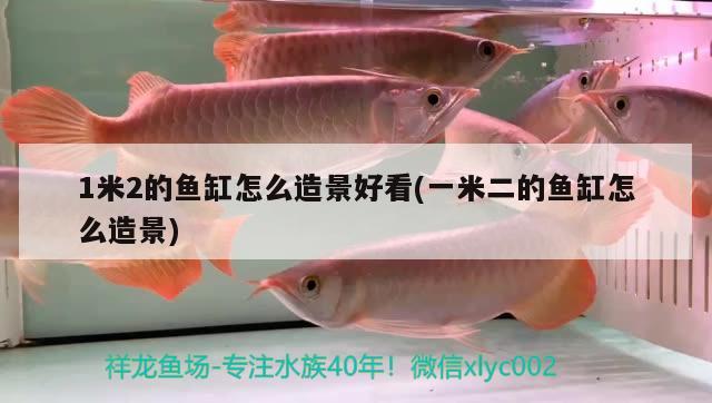 1米2的魚缸怎么造景好看(一米二的魚缸怎么造景) 成吉思汗鯊（球鯊）魚