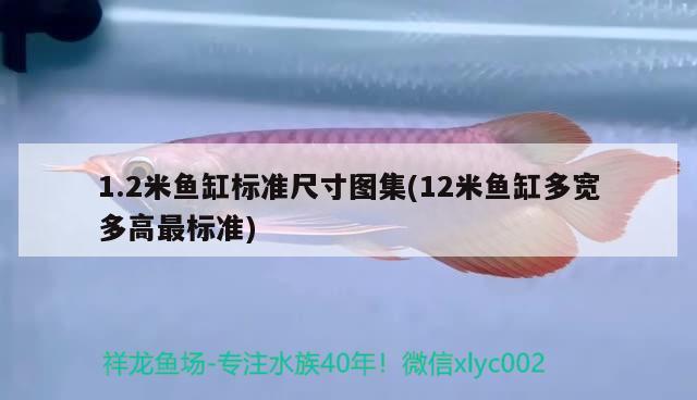 1.2米魚缸標準尺寸圖集(12米魚缸多寬多高最標準) 殺菌消毒設備