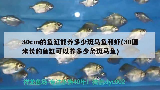 30cm的魚缸能養(yǎng)多少斑馬魚和蝦(30厘米長(zhǎng)的魚缸可以養(yǎng)多少條斑馬魚) 祥禾Super Red紅龍魚