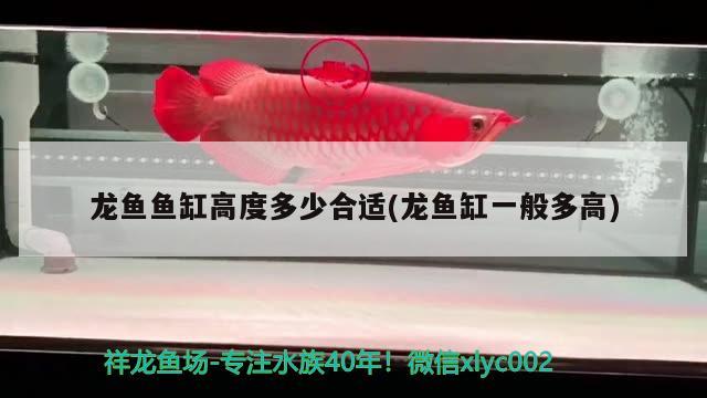 龍魚魚缸高度多少合適(龍魚缸一般多高) 野生埃及神仙魚