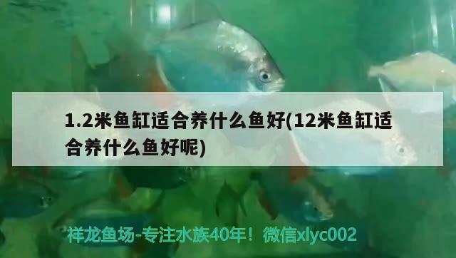 1.2米魚缸適合養(yǎng)什么魚好(12米魚缸適合養(yǎng)什么魚好呢) 白條過背金龍魚