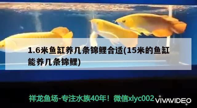 1.6米魚缸養(yǎng)幾條錦鯉合適(15米的魚缸能養(yǎng)幾條錦鯉) 造景/裝飾 第2張