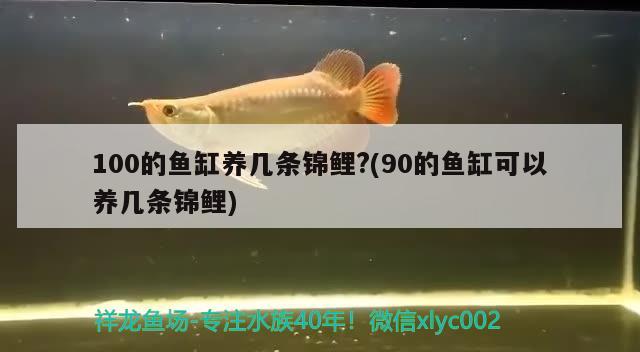 100的魚缸養(yǎng)幾條錦鯉?(90的魚缸可以養(yǎng)幾條錦鯉)