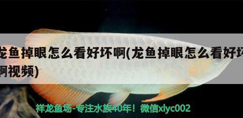 龍魚掉眼怎么看好壞啊(龍魚掉眼怎么看好壞啊視頻) 馬拉莫寶石魚