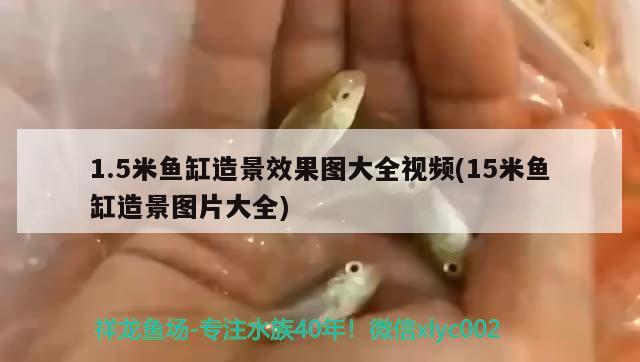 1.5米魚缸造景效果圖大全視頻(15米魚缸造景圖片大全) 戰(zhàn)車紅龍魚 第2張