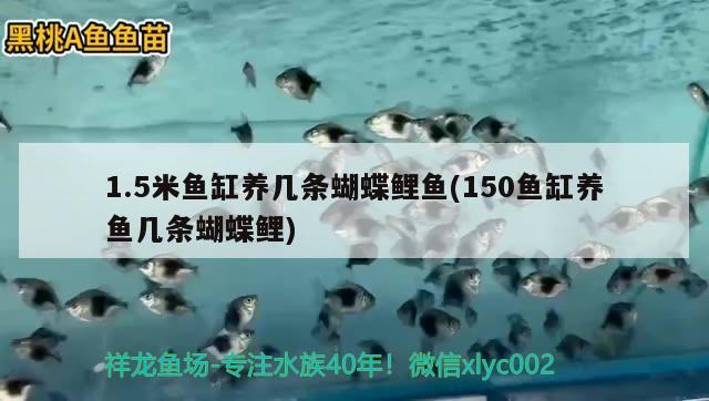 1.5米魚缸養(yǎng)幾條蝴蝶鯉魚(150魚缸養(yǎng)魚幾條蝴蝶鯉) 蝴蝶鯉 第1張