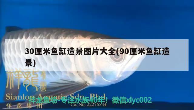 30厘米魚缸造景圖片大全(90厘米魚缸造景)