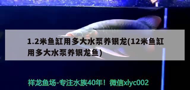 1.2米魚缸用多大水泵養(yǎng)銀龍(12米魚缸用多大水泵養(yǎng)銀龍魚) 銀龍魚