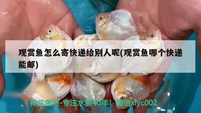 觀賞魚怎么寄快遞給別人呢(觀賞魚哪個快遞能郵)