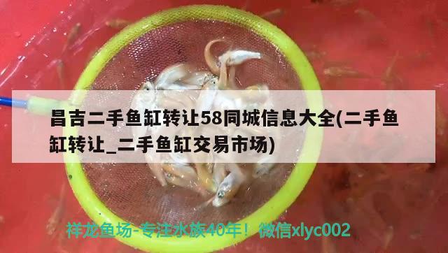 昌吉二手魚缸轉(zhuǎn)讓58同城信息大全(二手魚缸轉(zhuǎn)讓_二手魚缸交易市場) 黃金達摩魚