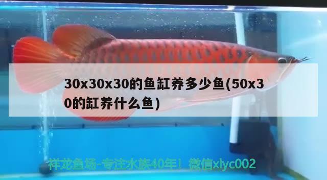 30x30x30的魚缸養(yǎng)多少魚(50x30的缸養(yǎng)什么魚) 黑桃A魚苗