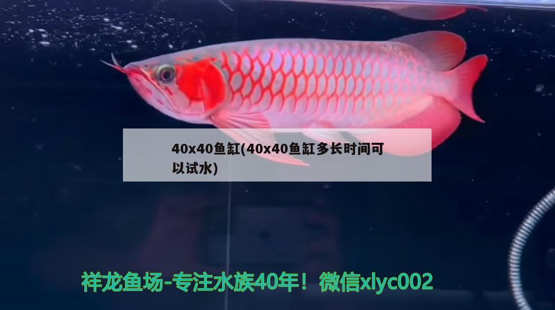 40x40魚缸(40x40魚缸多長時間可以試水)