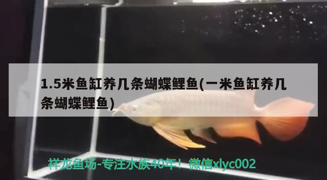 1.5米魚缸養(yǎng)幾條蝴蝶鯉魚(一米魚缸養(yǎng)幾條蝴蝶鯉魚) 蝴蝶鯉