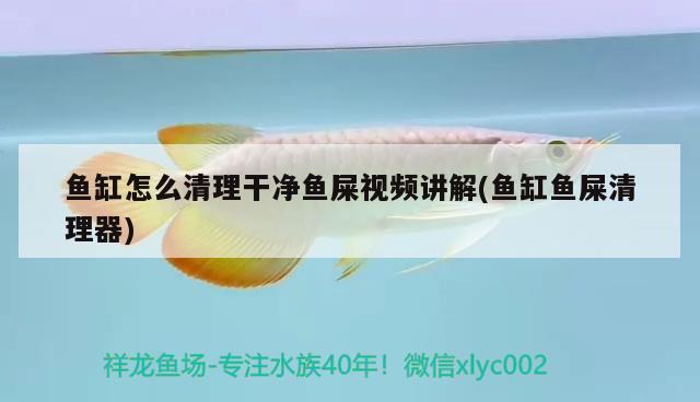 魚缸怎么清理干凈魚屎視頻講解(魚缸魚屎清理器) 稀有紅龍品種