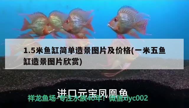 1.5米魚缸簡單造景圖片及價(jià)格(一米五魚缸造景圖片欣賞)