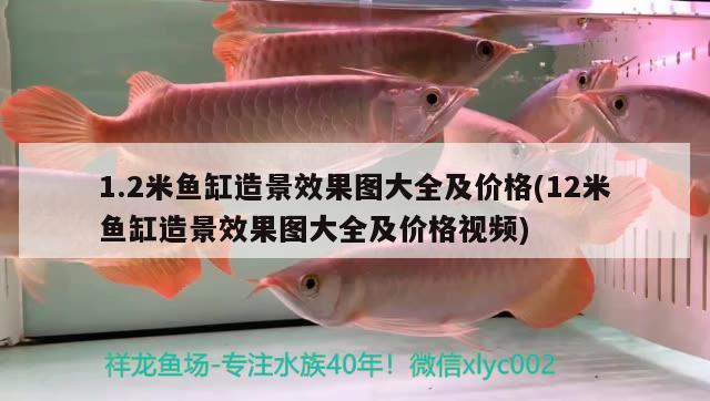 1.2米魚缸造景效果圖大全及價格(12米魚缸造景效果圖大全及價格視頻) 白子關刀魚